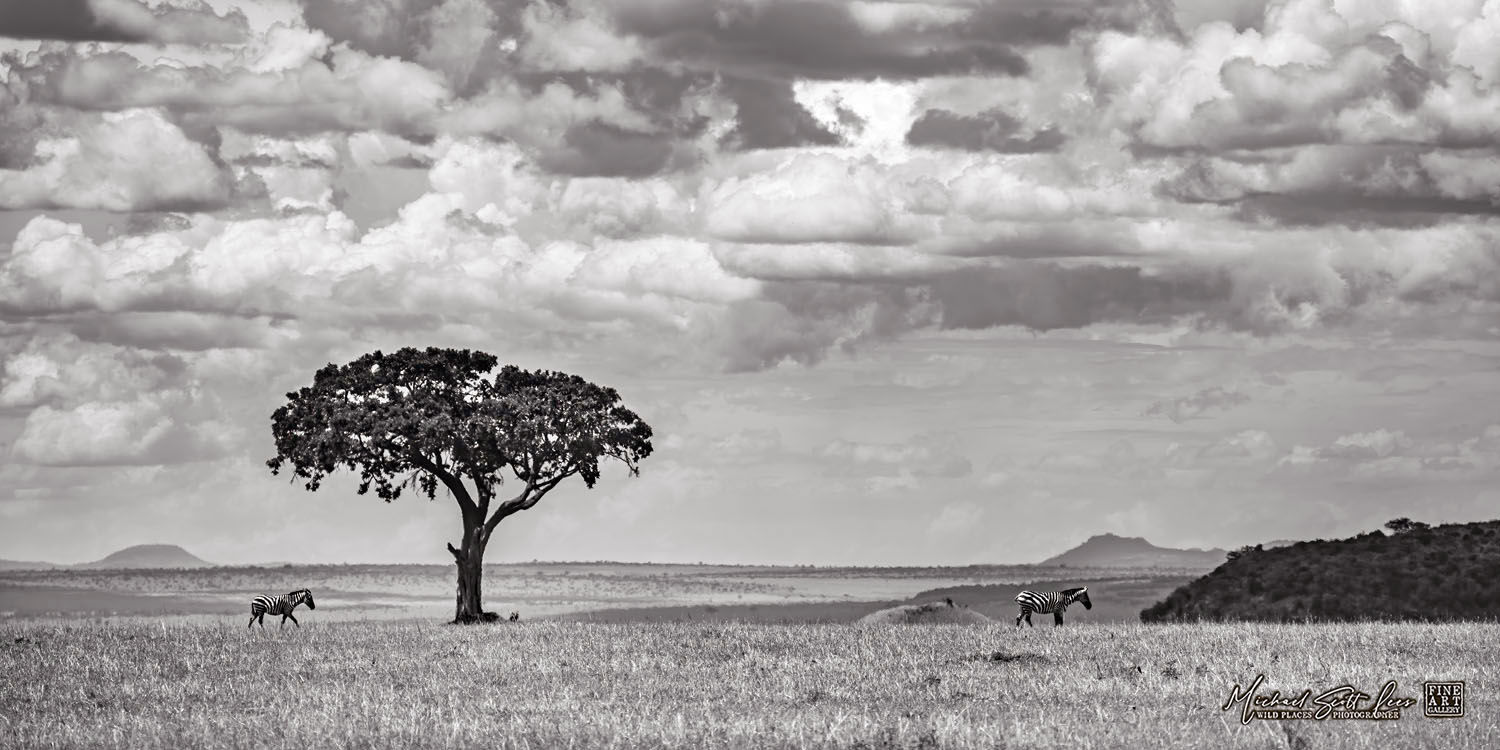 Zebras on the hills of Maasai Mara National Reserve, Kenya, Michael Scott Lees fine art photographic prints for sale