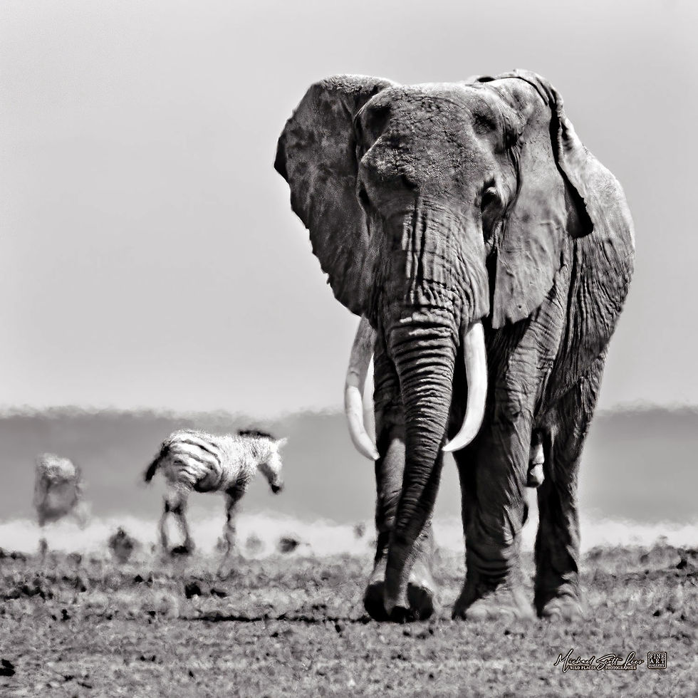 Elephant and zebras on a dead lake in Amboseli National Park, Michael Scott Lees fine art photographic prints for sale