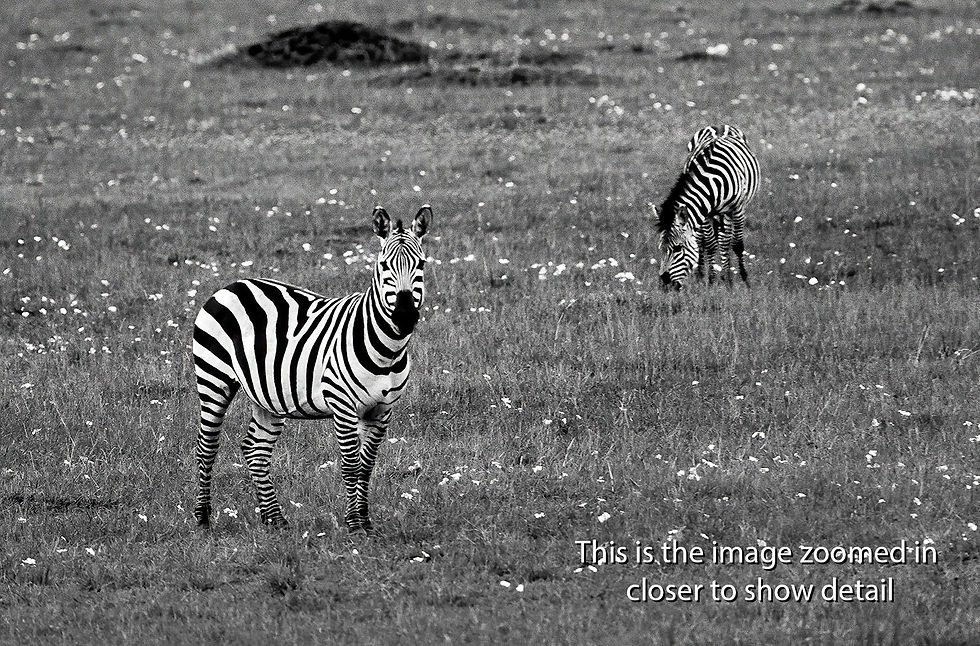 Thumbnail: Two Zebras in Masai Mara National Reserve, Kenya, Africa, Michael Scott Lees fine art photographic prints for sale