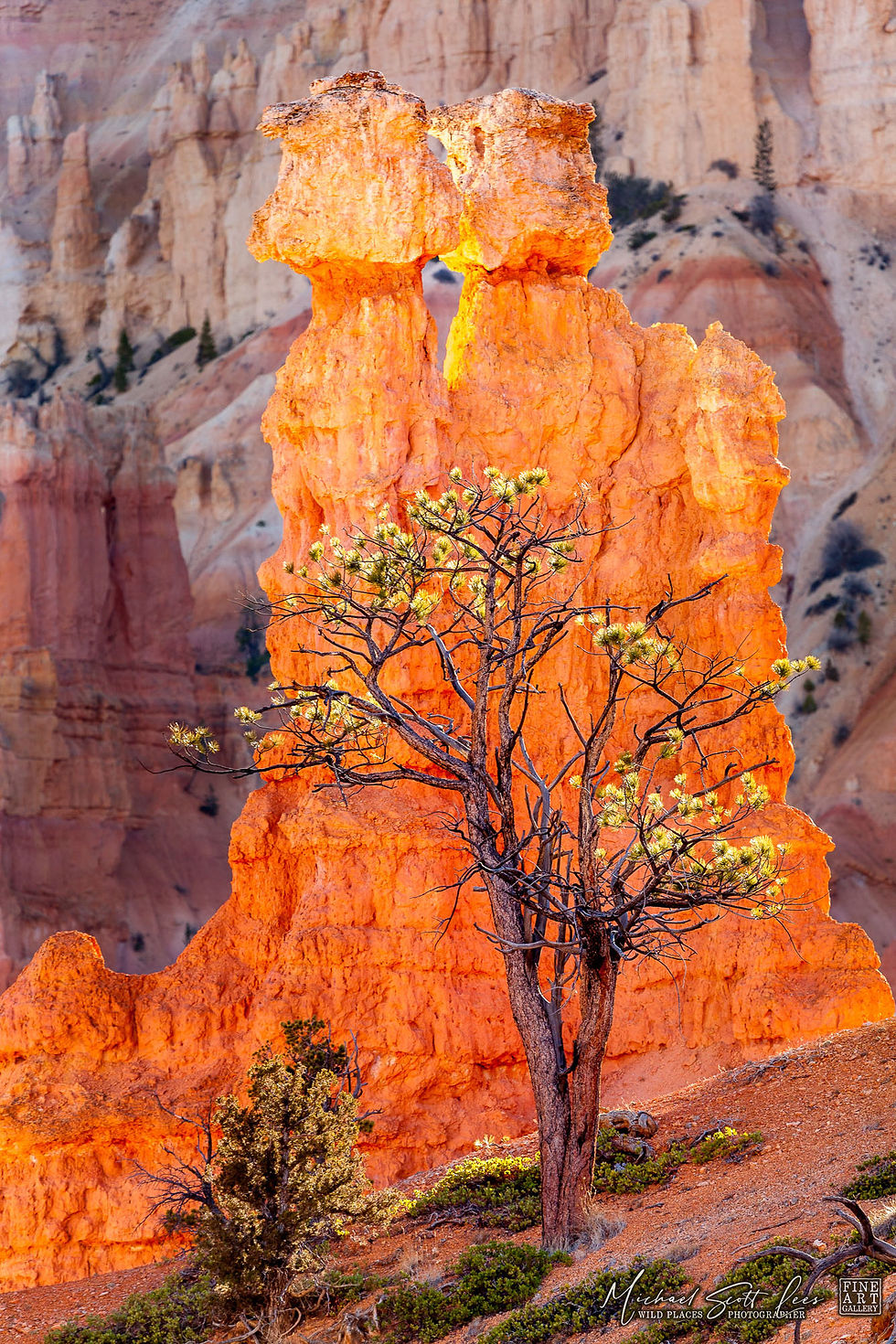 Navajo Loop Trail at Bryce Canyon National Park, America. Michael Scott Lees fine art photographic prints for sale
