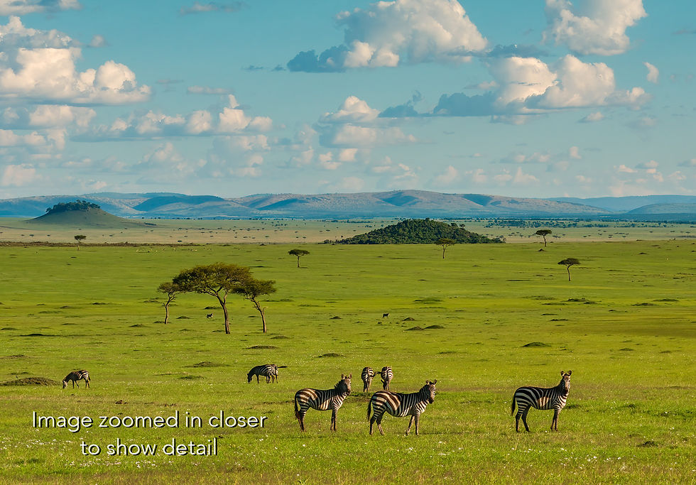 Thumbnail: Zebras in Masai Mara National Reserve, Michael Scott Lees fine art photographic prints for sale