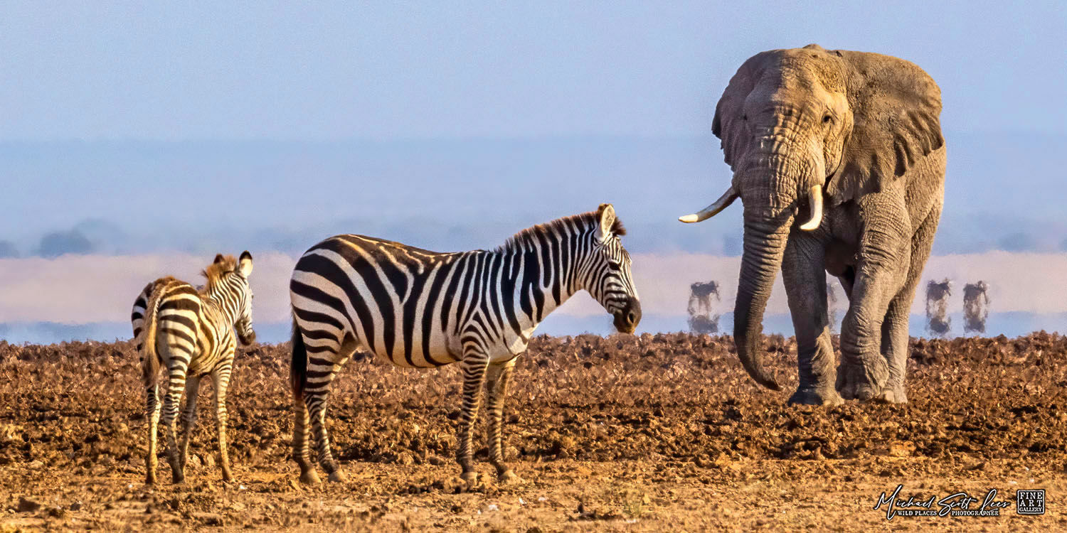 Zebras and an elephant on a dead lake in Amboseli National Park, Michael Scott Lees fine art photographic prints for sale