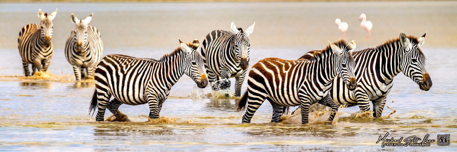 Zebras walking through water at Amboseli National Park, Kenya, Michael Scott Lees fine art photographic prints for sale