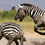 Thumbnail: Two zebras fighting on the edge of a dead lake in Amboseli National Park, Michael Scott Lees fine art photographic prints