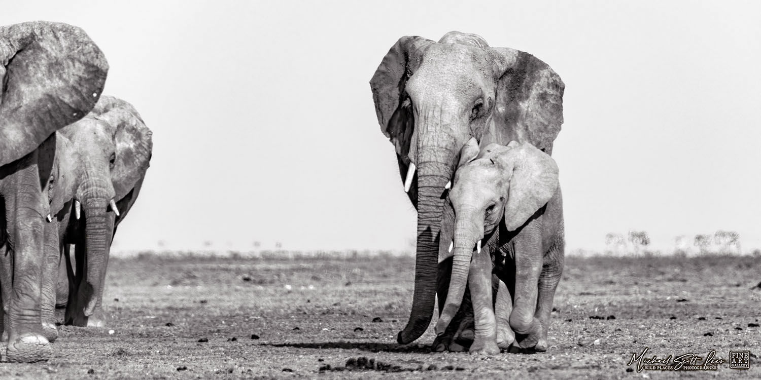 Elephants crossing a dead lake in Amboseli National Park, Michael Scott Lees fine art photographic prints for sale