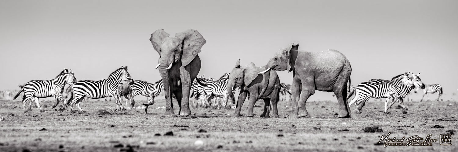 Frightened Elephants and Zebras crossing a dead lake in Amboseli National Park, Michael Scott Lees fine art photography