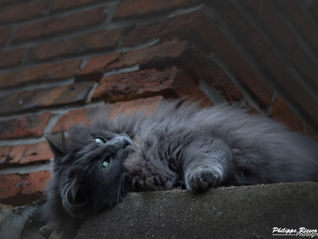 Série Chat