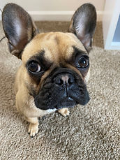 Mimi Magnolia