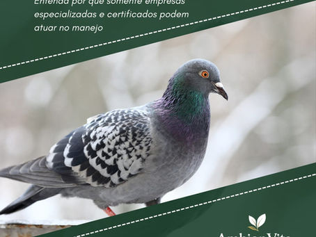 IMPORTANTE