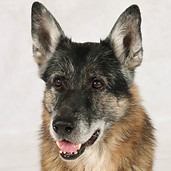 Deutscher Schäferhund Portrait