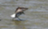 Semipalmated Sandpiper