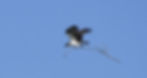 Osprey