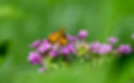Skipper