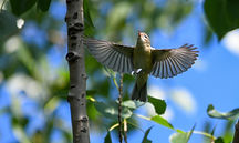 Warbling Vireo
