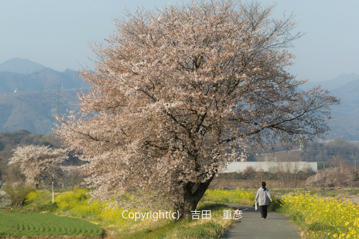 yosida春景色を行くSDIM7625マイベスト2期入選_吉田重彦-(002)