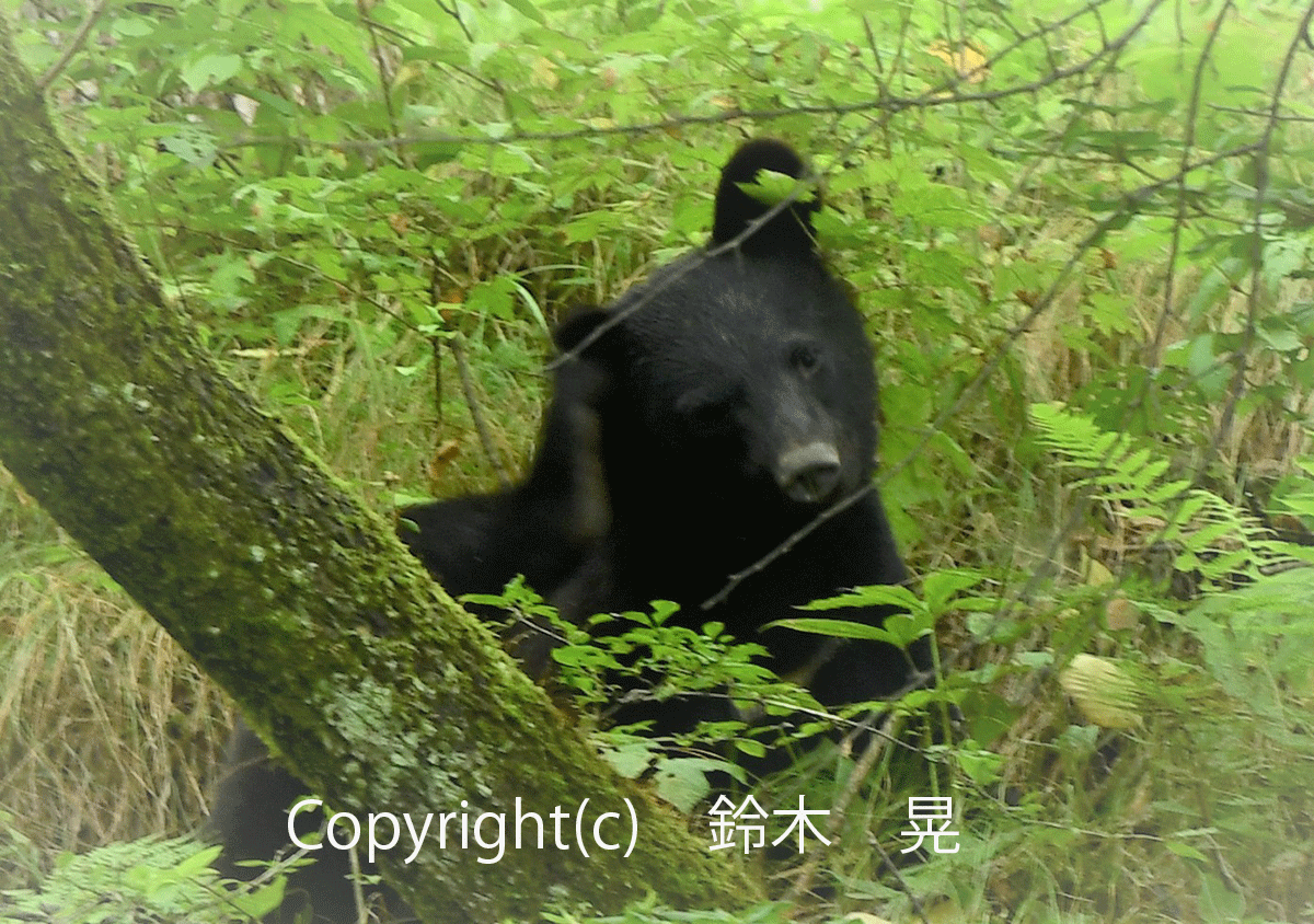8月 suzuki鈴木 晃 熊とにらめっこ.gif