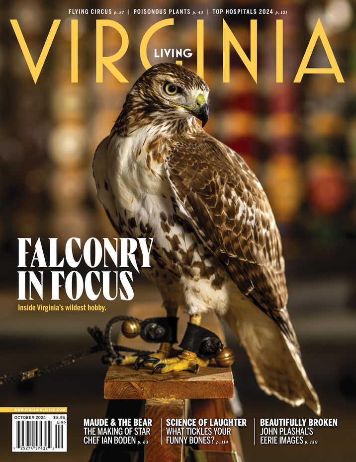Virginia editorial photographer: Virginia Living Magazine cover, hawk hunting. Portrait of a Red-tailed Hawk.
