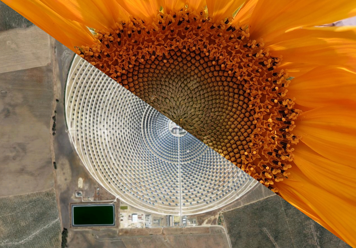 WonkyFlower.webp