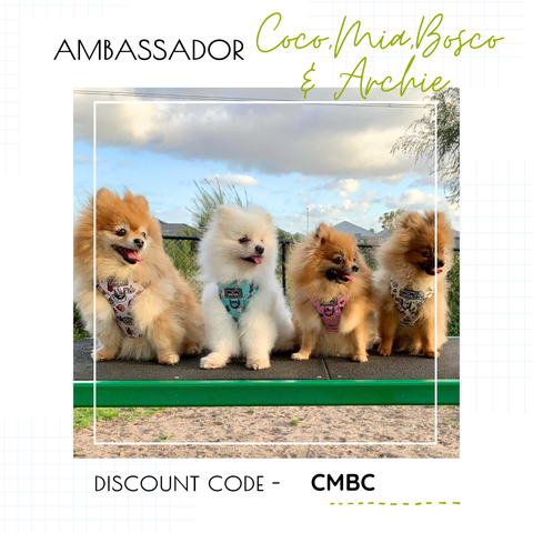 our brand ambassadors introductions and discount codes