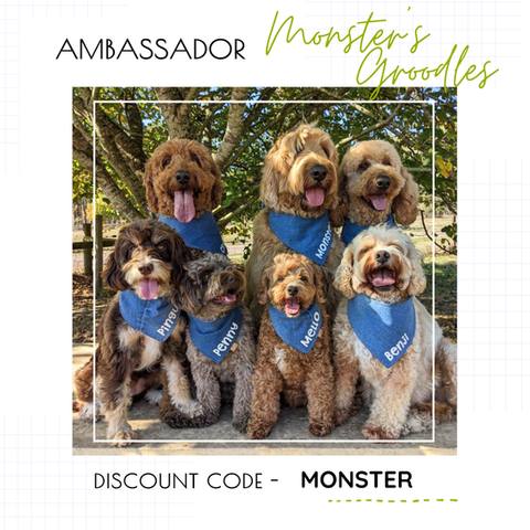 our brand ambassadors introductions and discount codes