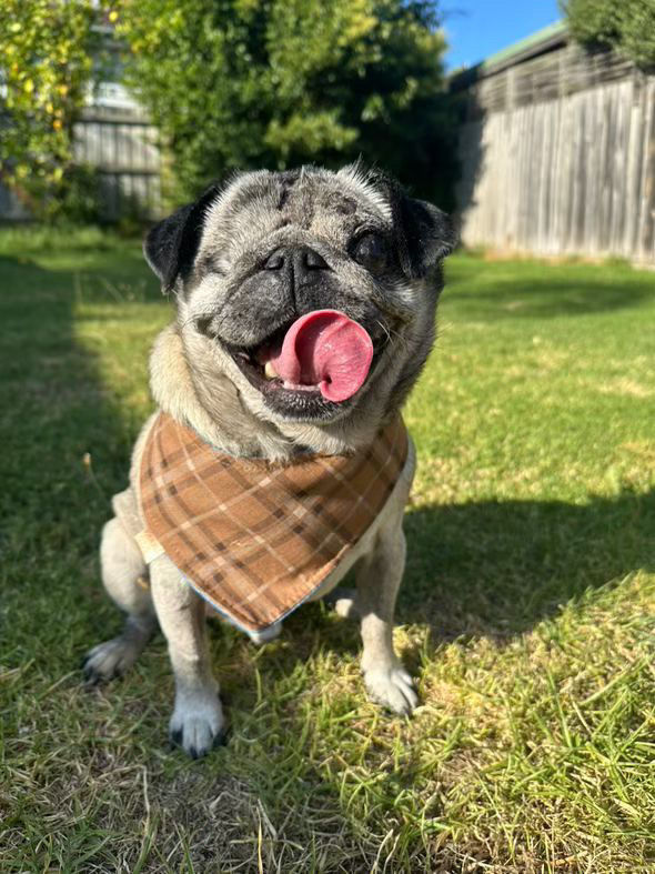 pug wearing coffee plaid bandana