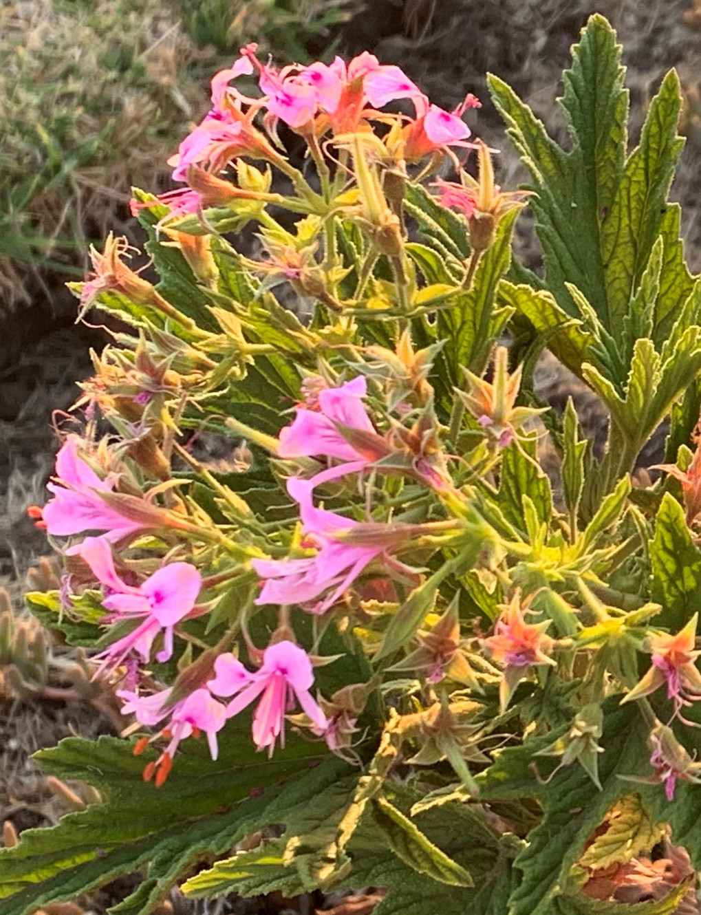 The bewitching Lemon Scented Geranium