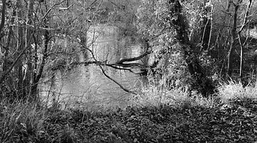 B&W picture of trees