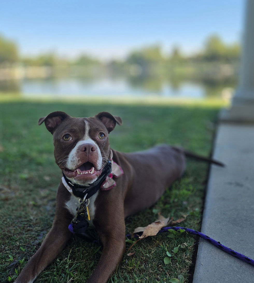 Consultation with certified dog trainer to develop the best plan for you and your dog