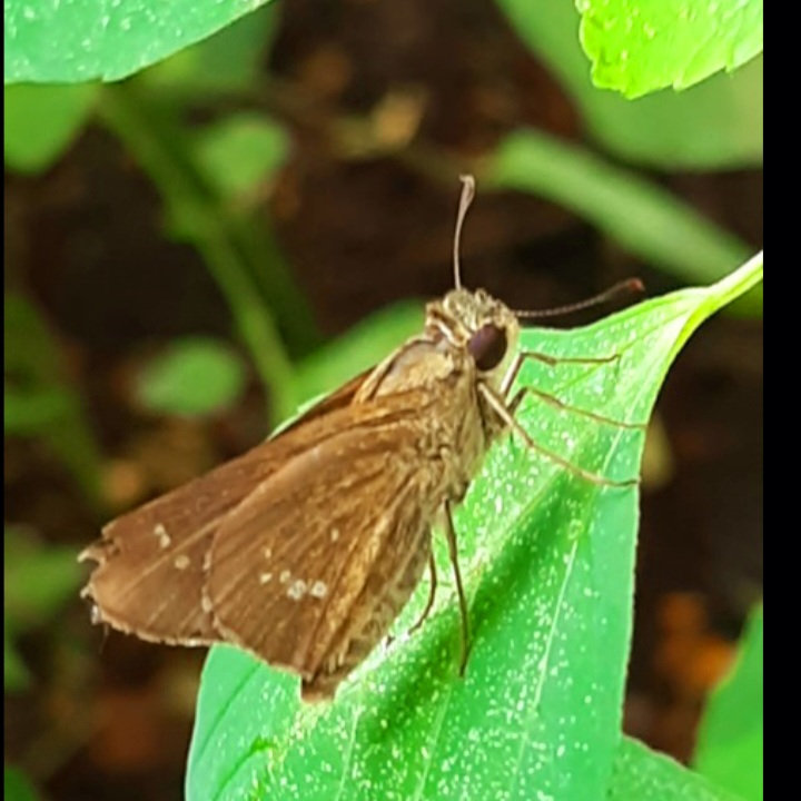 Moth Week: AZBT Dept draws attention to overlooked insects