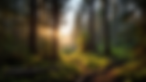 forest_001.png