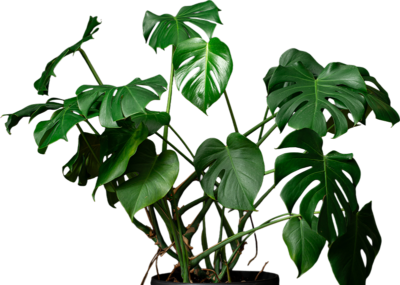 monstera2.png