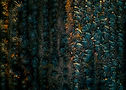 danos-tequila-production-7_edited.jpg