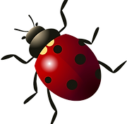 kisspng-beetle-ladybird-5b0789a0635d30_e