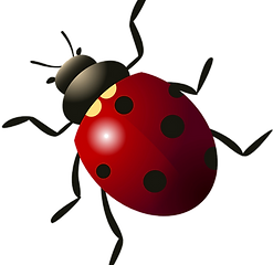 kisspng-beetle-ladybird-5b0789a0635d30_e