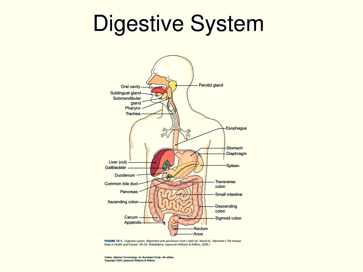 Human Digestive System Diagram No Labels ~ news word