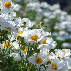 Matilija Poppies