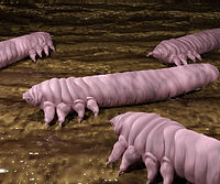 Demodex Mites