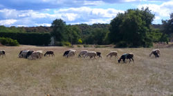 Prairies & leurs moutons