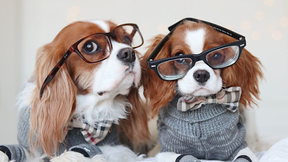 Herky_The_Cavalier_Milton_Rayban_Glasses.JPG