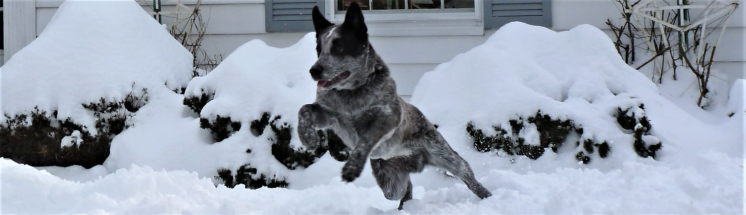 Buster ready for action (2).png