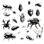 The Most Typical Pests in the Pacific Northwest: A Comprehensive Guide