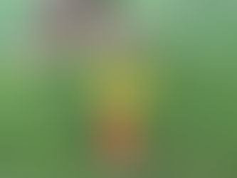 Tapps Island Golf Course Yellowjacket Removal