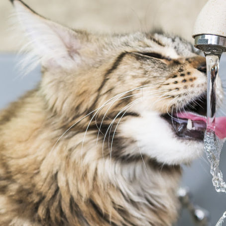 DOENÇA RENAL EM CÃES E GATOS