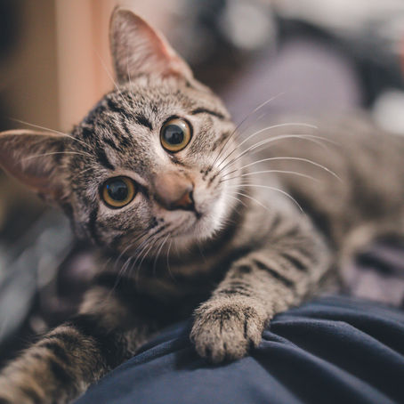 Meu gato testou positivo para FIV e FeLV e agora?