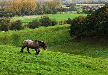 B1 in het Pajottenland
