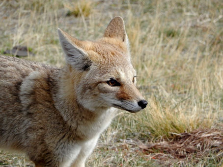 Petition: Ban on Wildlife Killing Contests Moves Forward