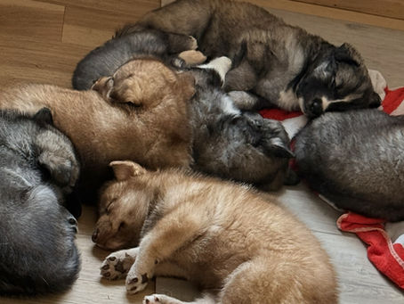 Early Neurological Stimulation: Building Confidence That Lasts a Lifetime