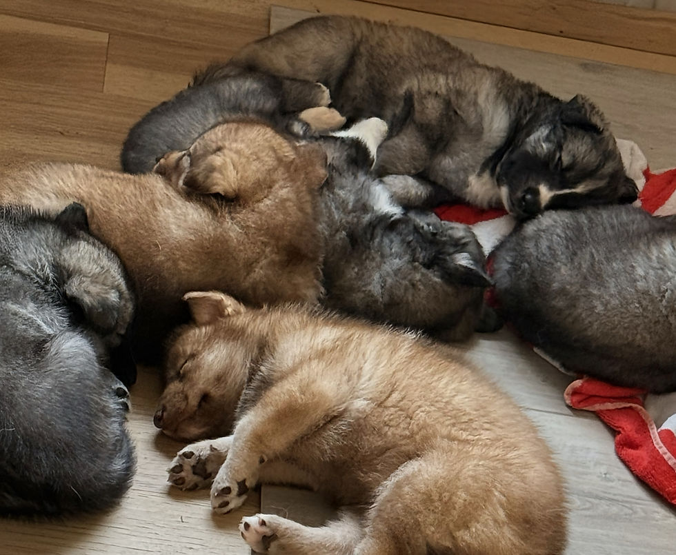 Early Neurological Stimulation: Building Confidence That Lasts a Lifetime