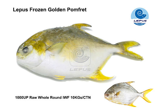 Golden Pomfret 1000UP WR Single Pack.jpg