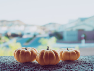 10月 お休み日 この時期おすすめハーブ